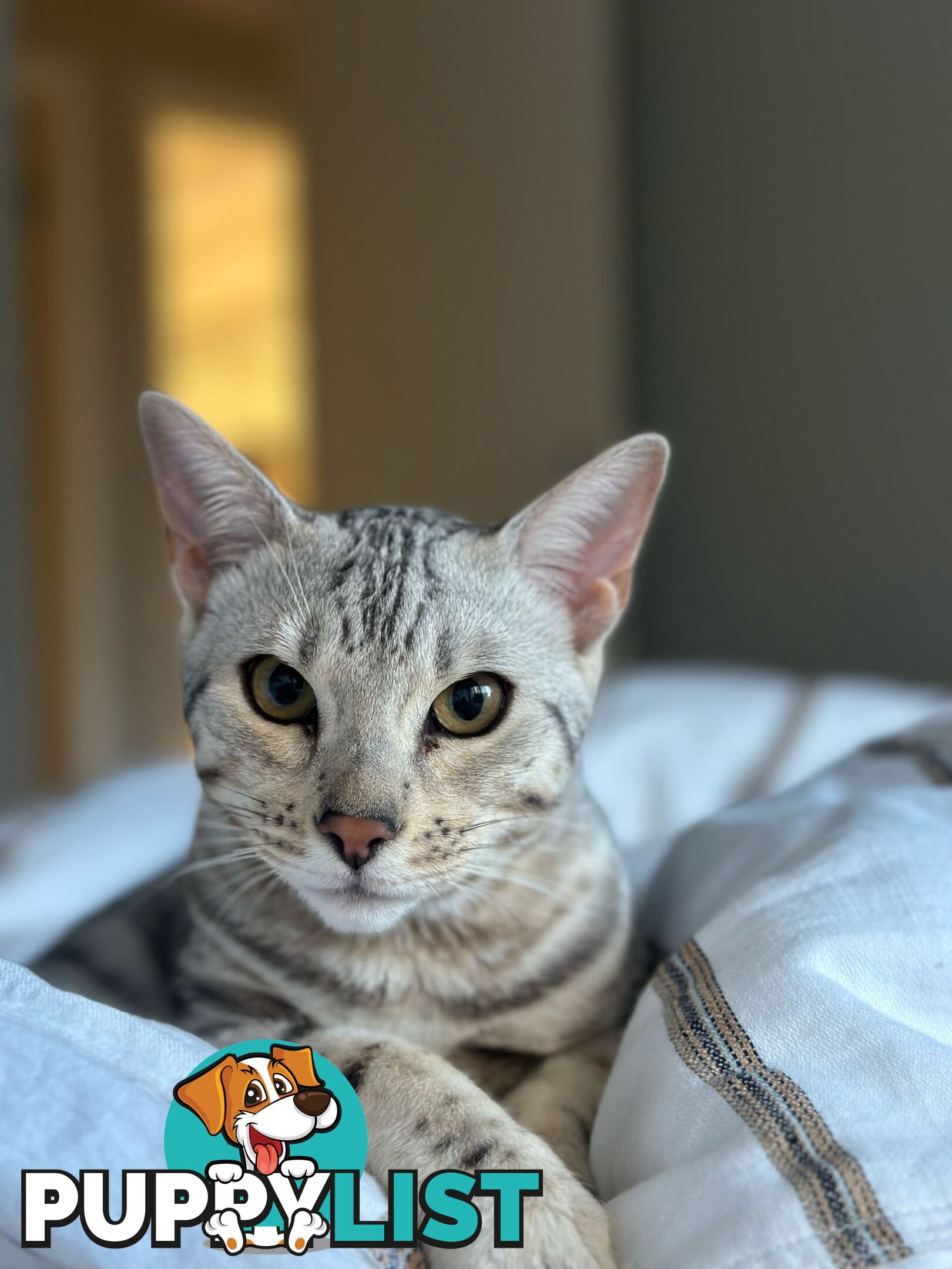Male and Female Bengal DUO - Unique Silver - 8 Months Old