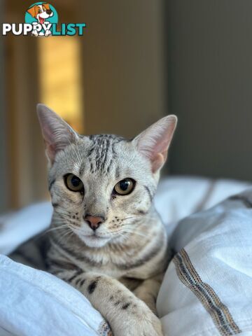 Male and Female Bengal DUO - Unique Silver - 8 Months Old