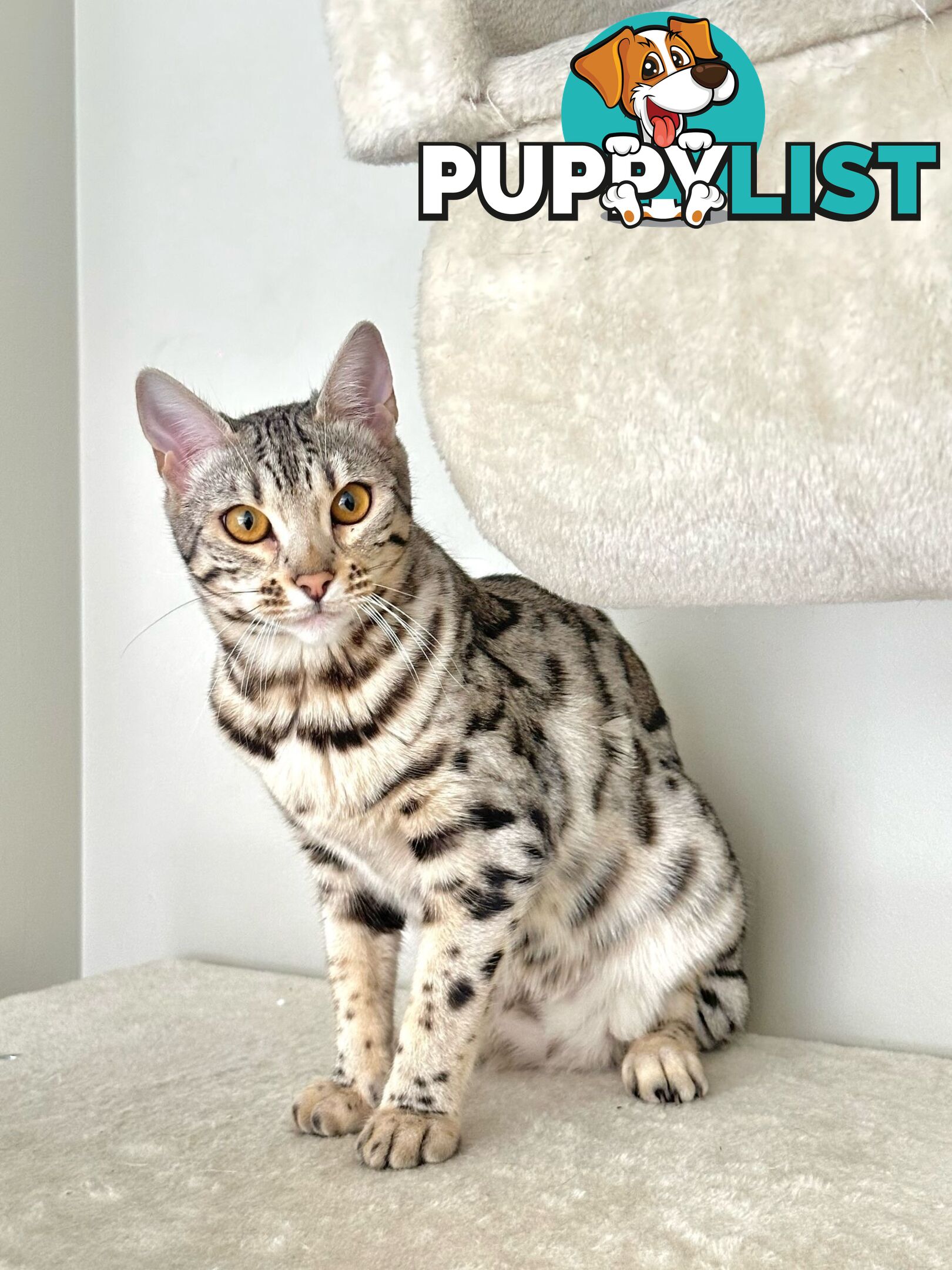 Male and Female Bengal DUO - Unique Silver - 8 Months Old