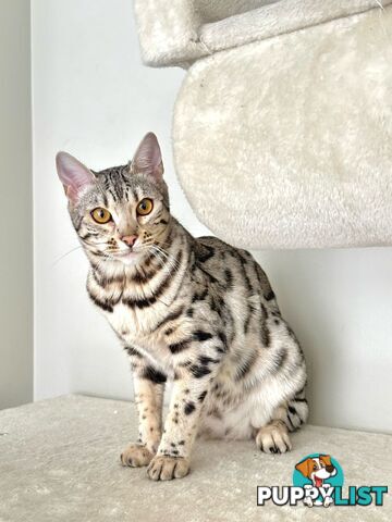 Male and Female Bengal DUO - Unique Silver - 8 Months Old