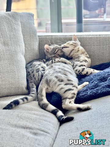Male and Female Bengal DUO - Unique Silver - 8 Months Old