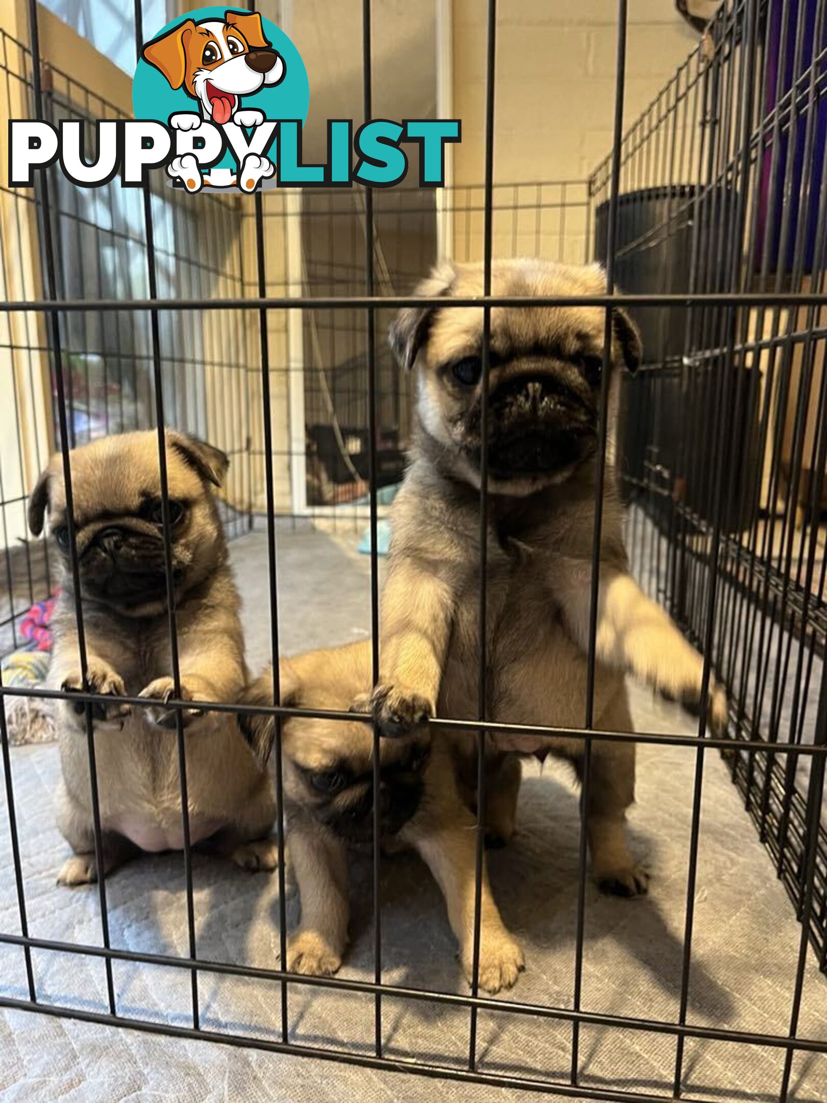 Pure Bred Pug Puppies