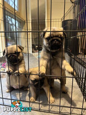 Pure Bred Pug Puppies