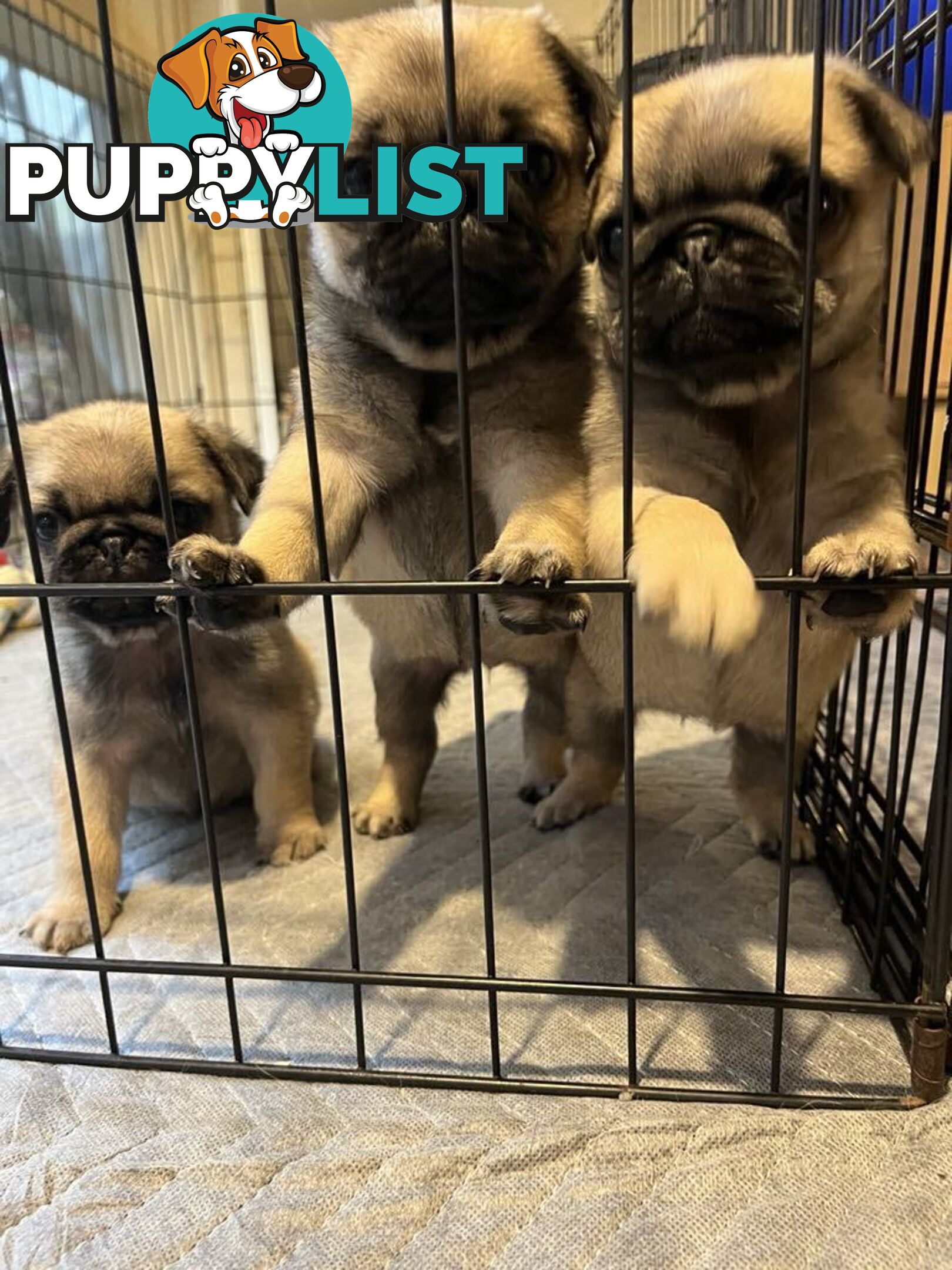 Pure Bred Pug Puppies