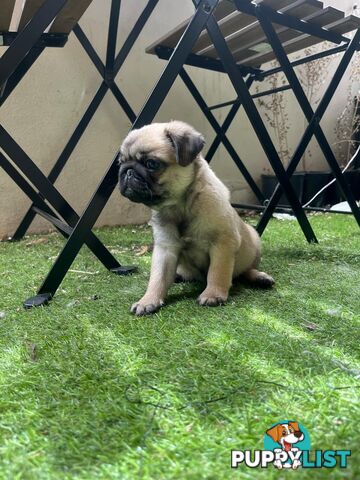 Pure Bred Pug Puppies