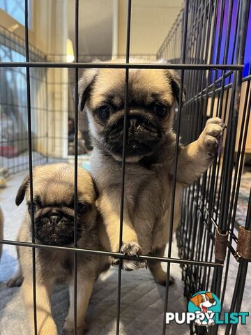 Pure Bred Pug Puppies