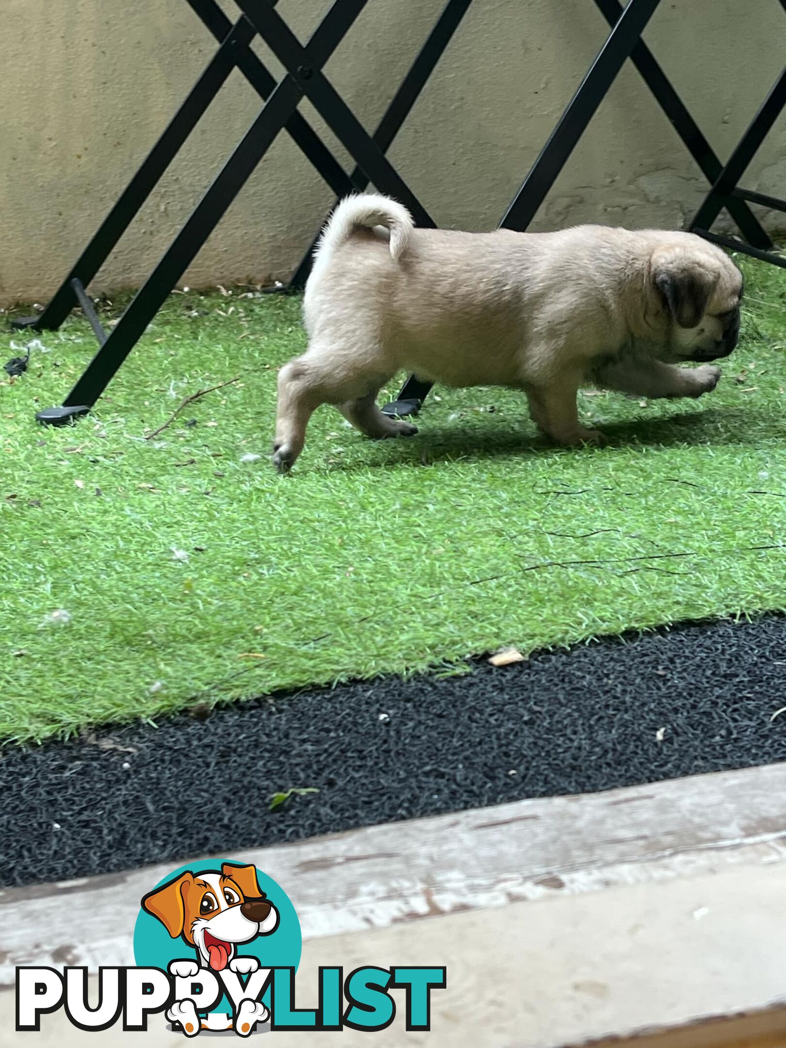 Pure Bred Pug Puppies