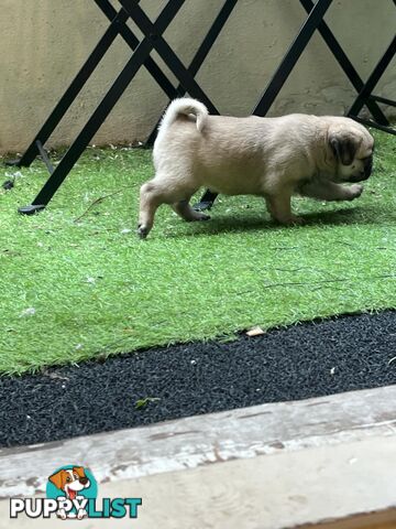 Pure Bred Pug Puppies