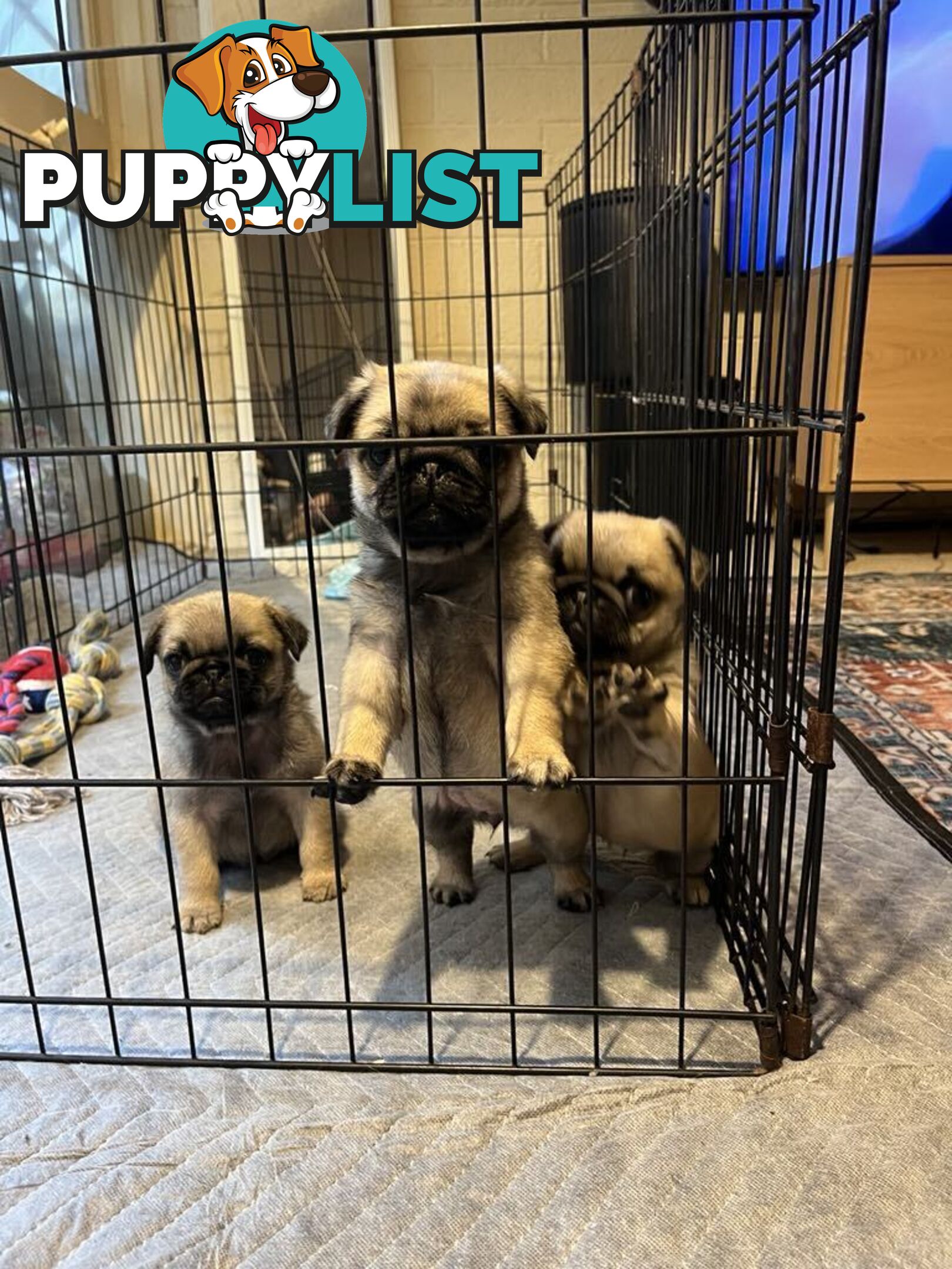 Pure Bred Pug Puppies