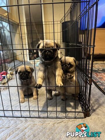 Pure Bred Pug Puppies