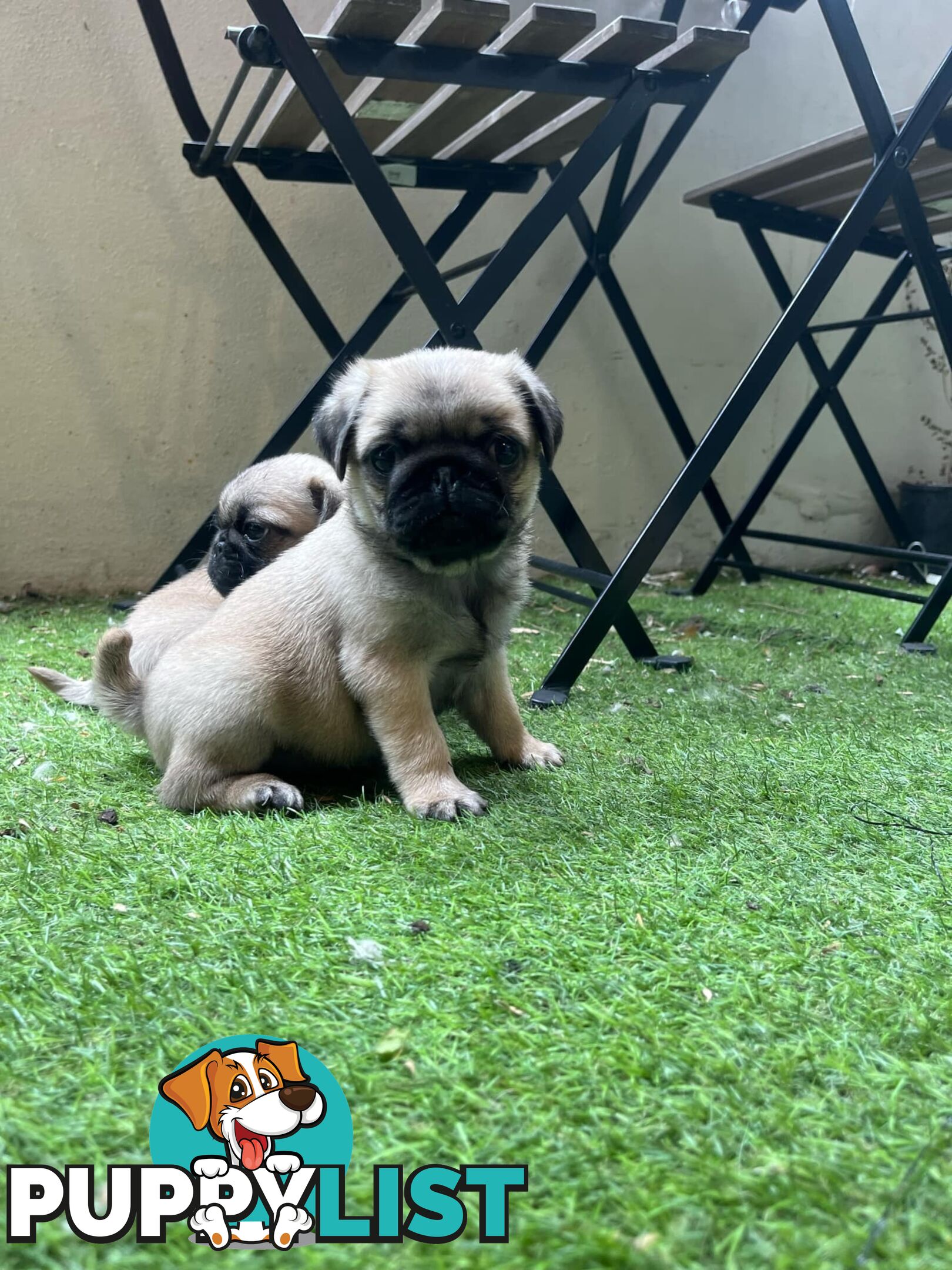 Pure Bred Pug Puppies