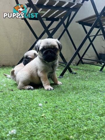 Pure Bred Pug Puppies