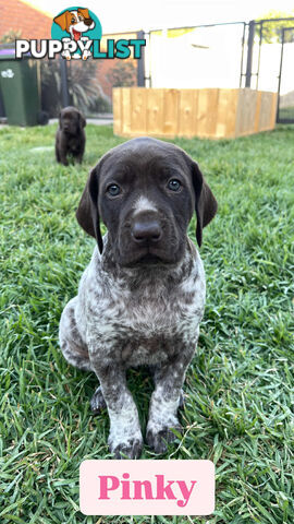 Pedigree German Shorthaired Pointer GSP Puppies