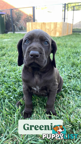 Pedigree German Shorthaired Pointer GSP Puppies