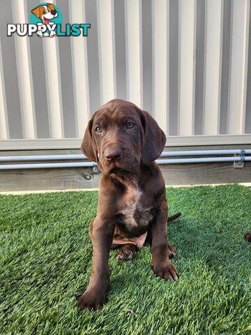 Pedigree German Shorthaired Pointer GSP Puppies