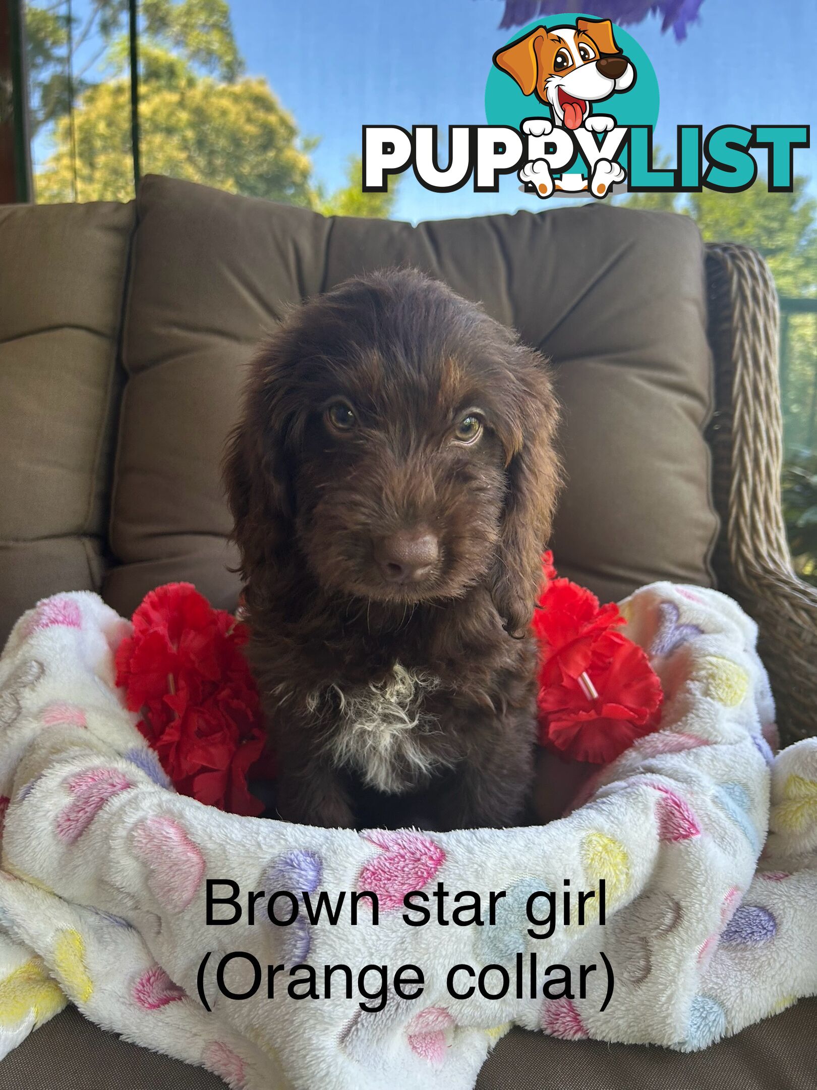 Miniature Labradoodles