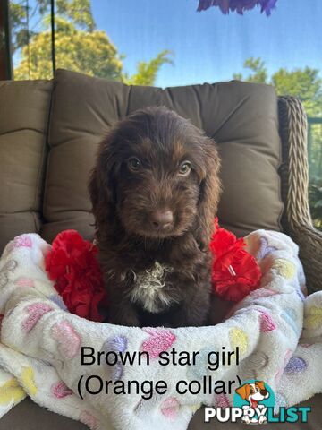 Miniature Labradoodles