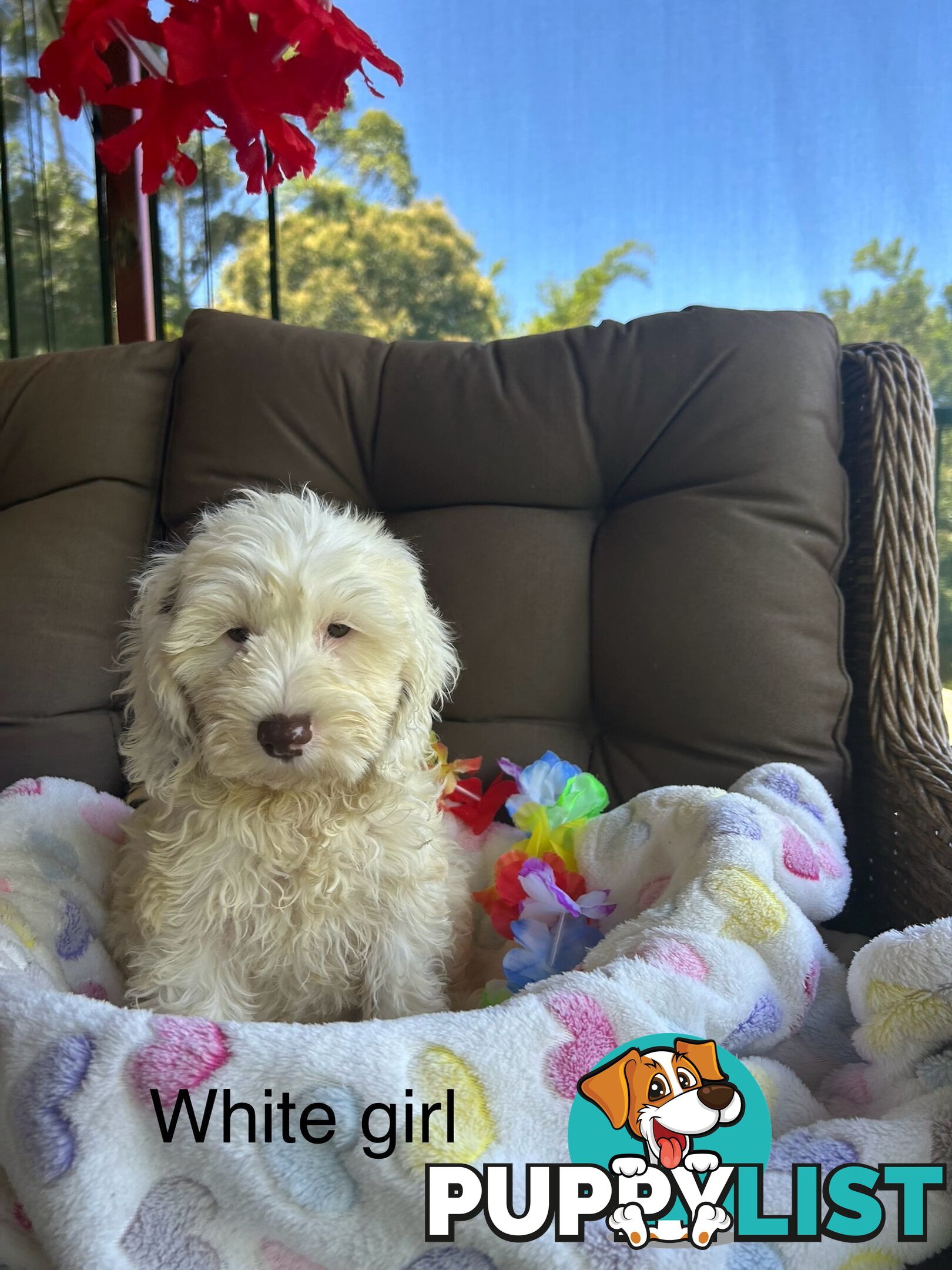 Miniature Labradoodles