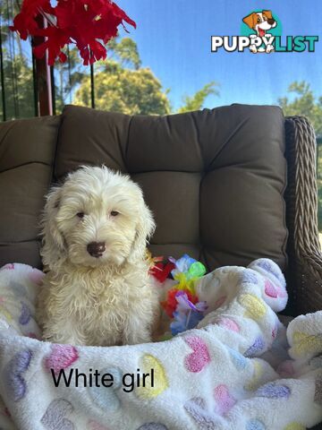 Miniature Labradoodles