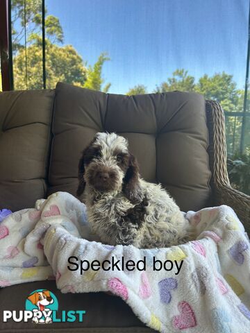 Miniature Labradoodles
