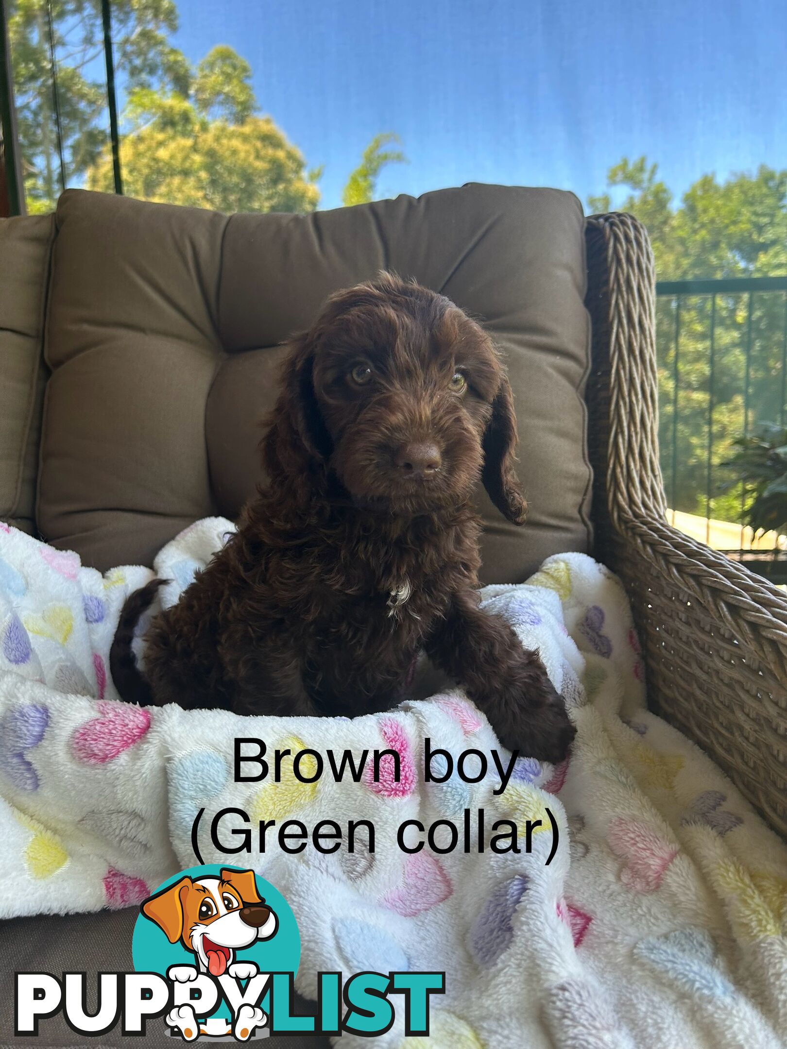 Miniature Labradoodles