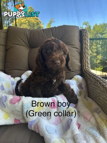 Miniature Labradoodles