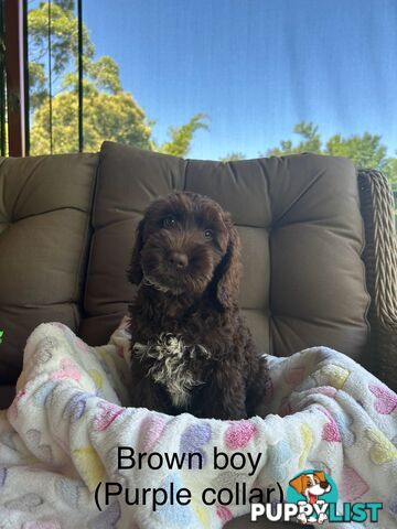 Miniature Labradoodles
