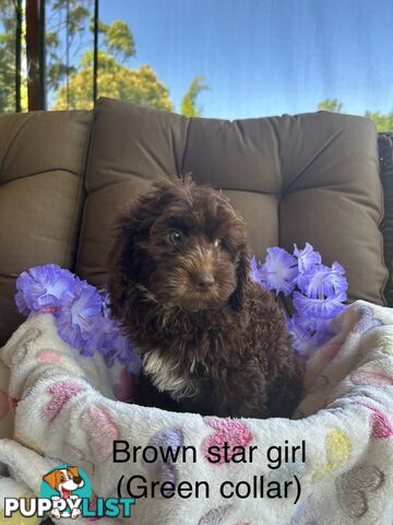 Miniature Labradoodles