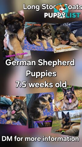 German Shepherd Puppies LSC