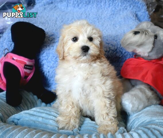 Shih Tzu x Toy Poodle puppies male and female