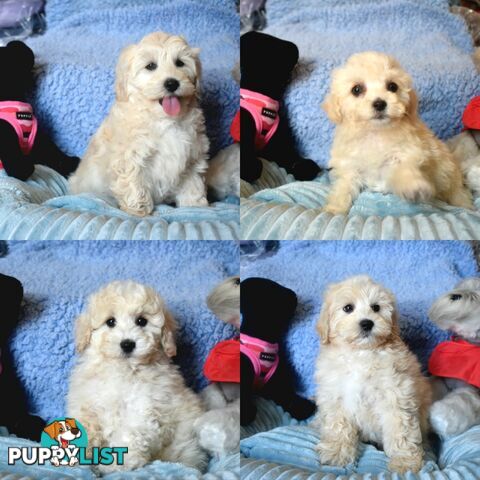 Shih Tzu x Toy Poodle puppies male and female