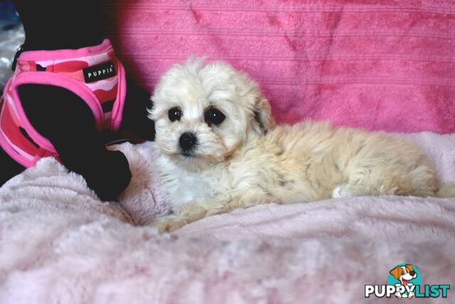 Shih Tzu x Toy Poodle puppies male and female