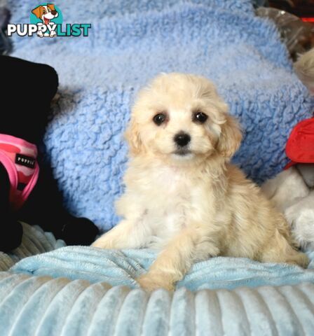 Shih Tzu x Toy Poodle puppies male and female