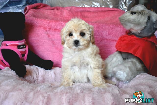 Shih Tzu x Toy Poodle puppies male and female