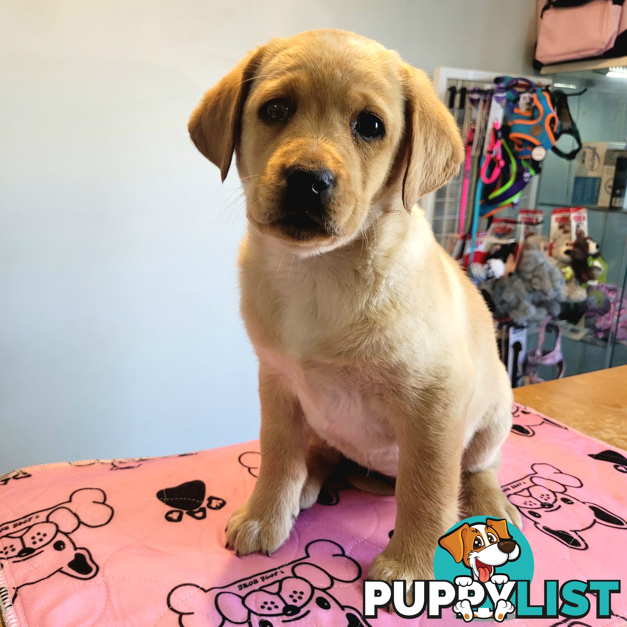 Labrador puppies male and female