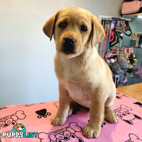Labrador puppies male and female
