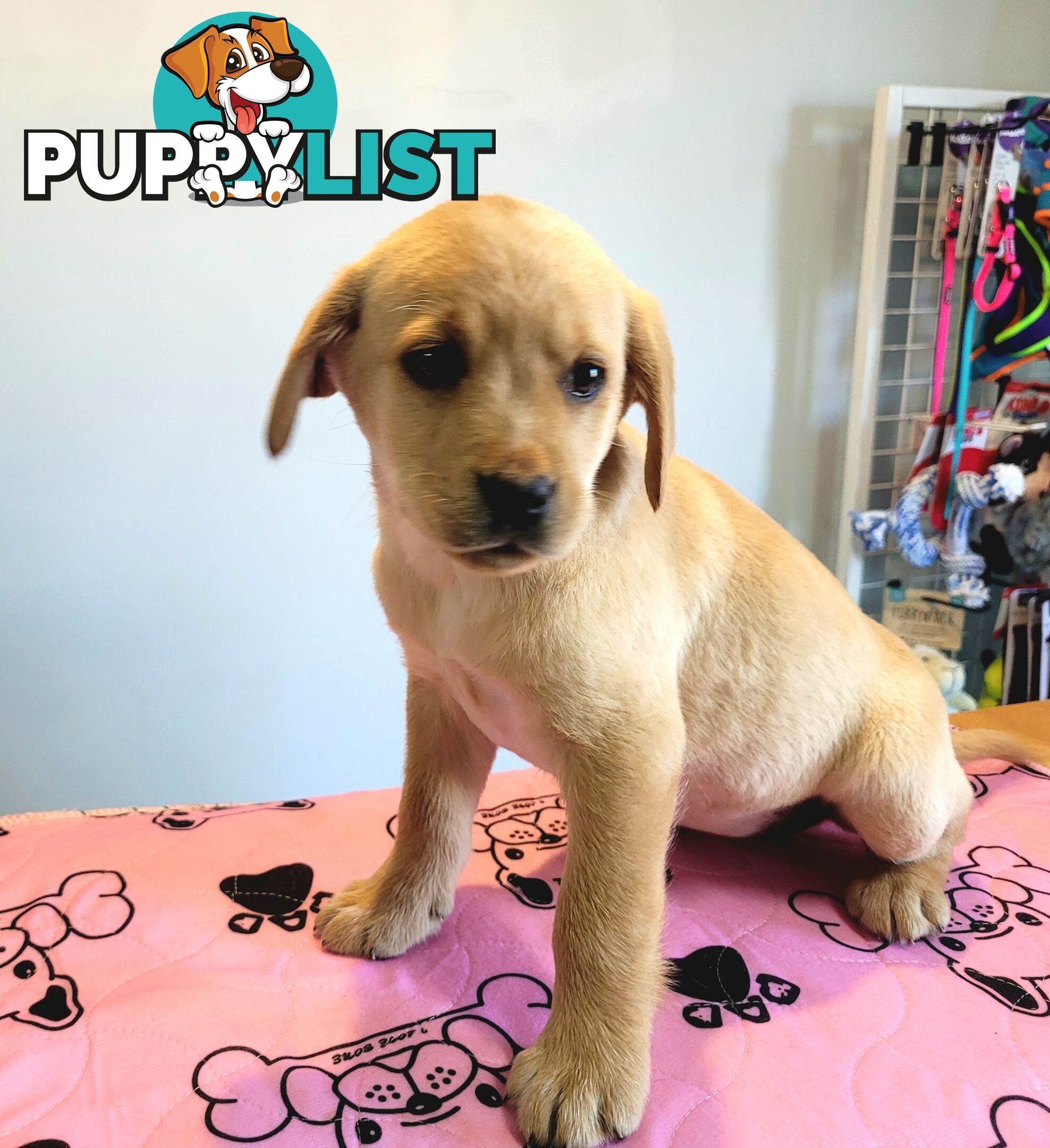 Labrador puppies male and female