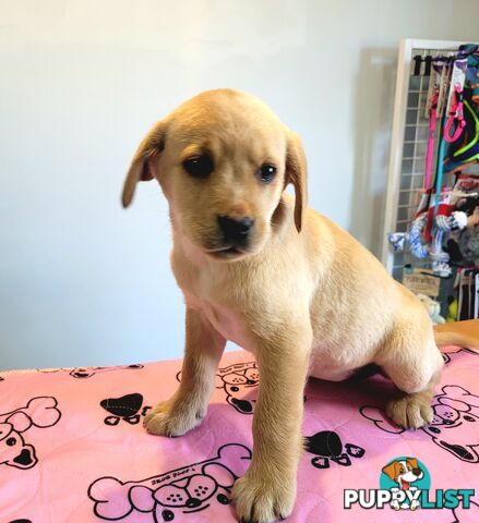 Labrador puppies male and female