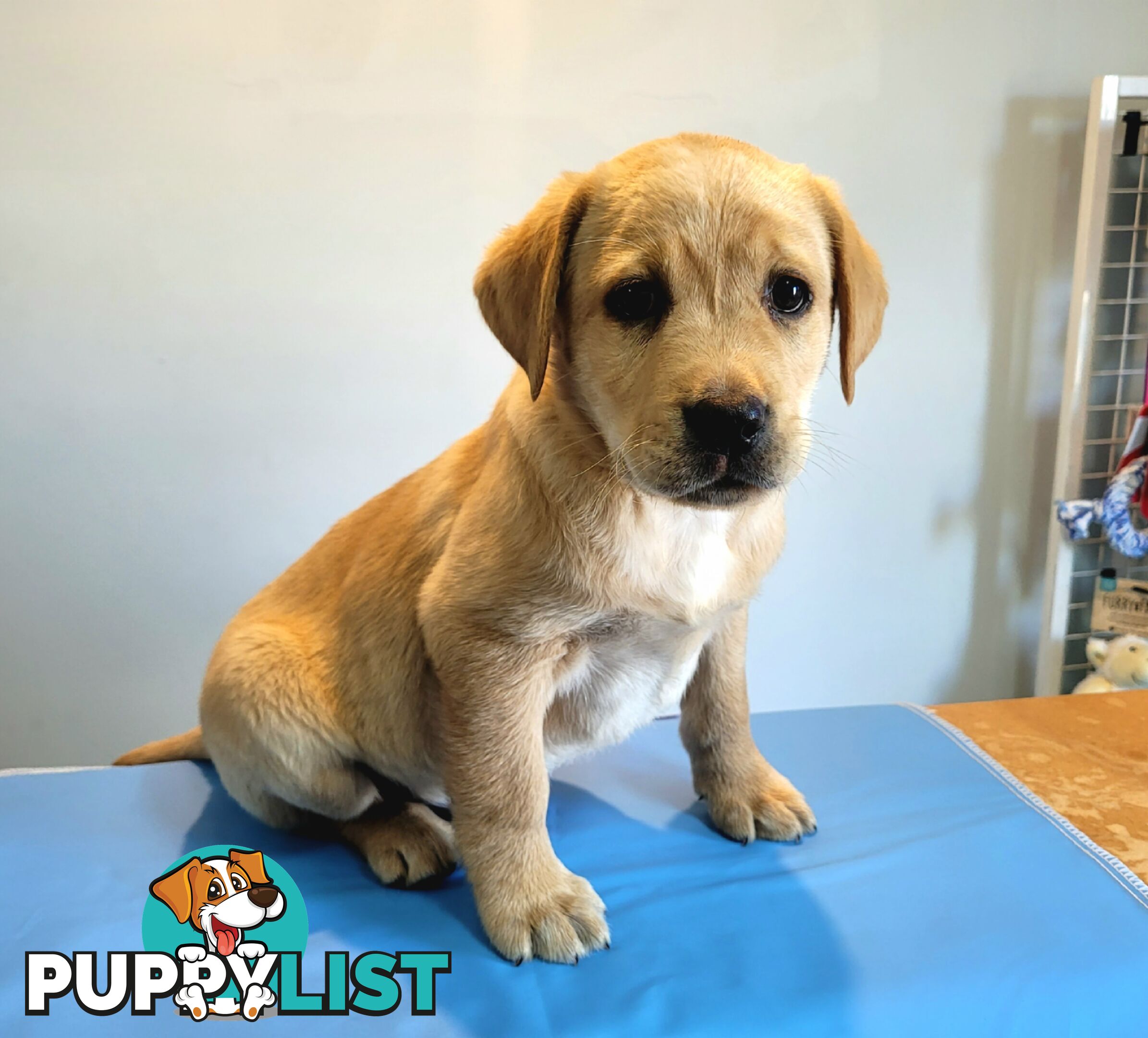 Labrador puppies male and female