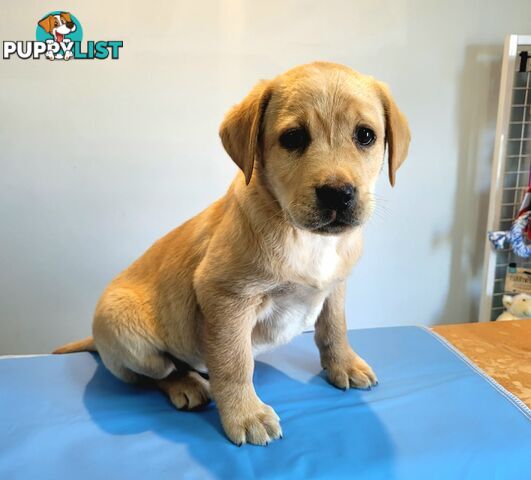 Labrador puppies male and female