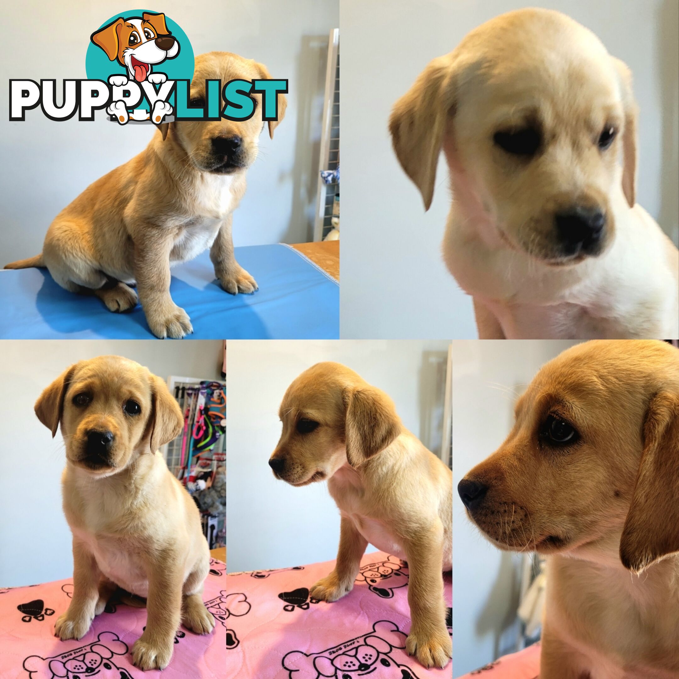 Labrador puppies male and female