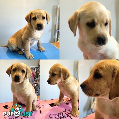 Labrador puppies male and female