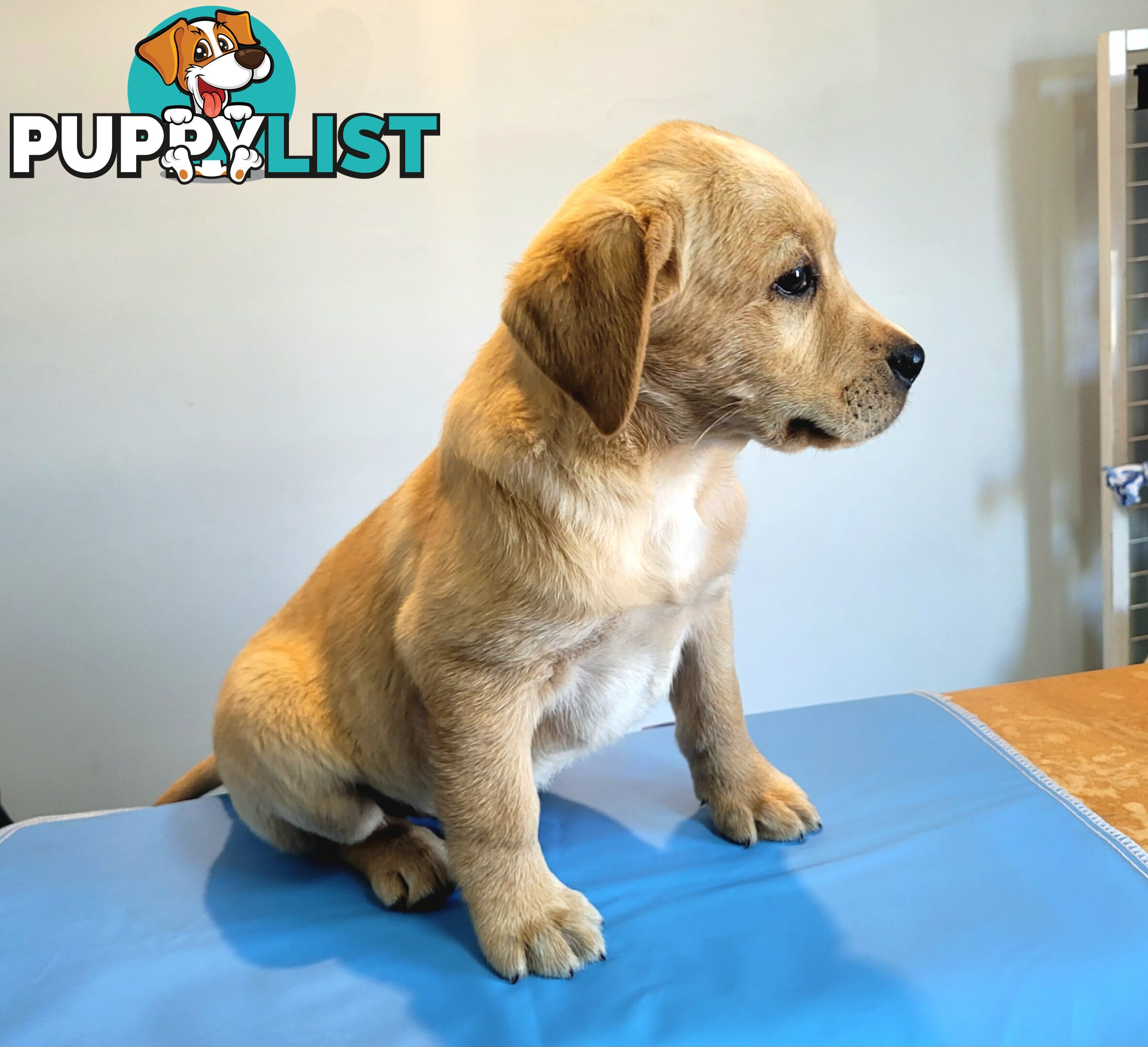 Labrador puppies male and female