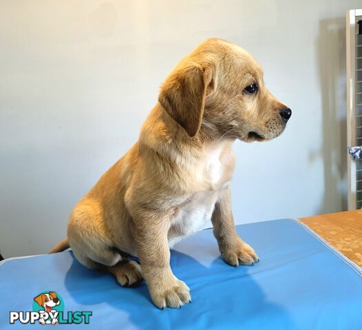 Labrador puppies male and female