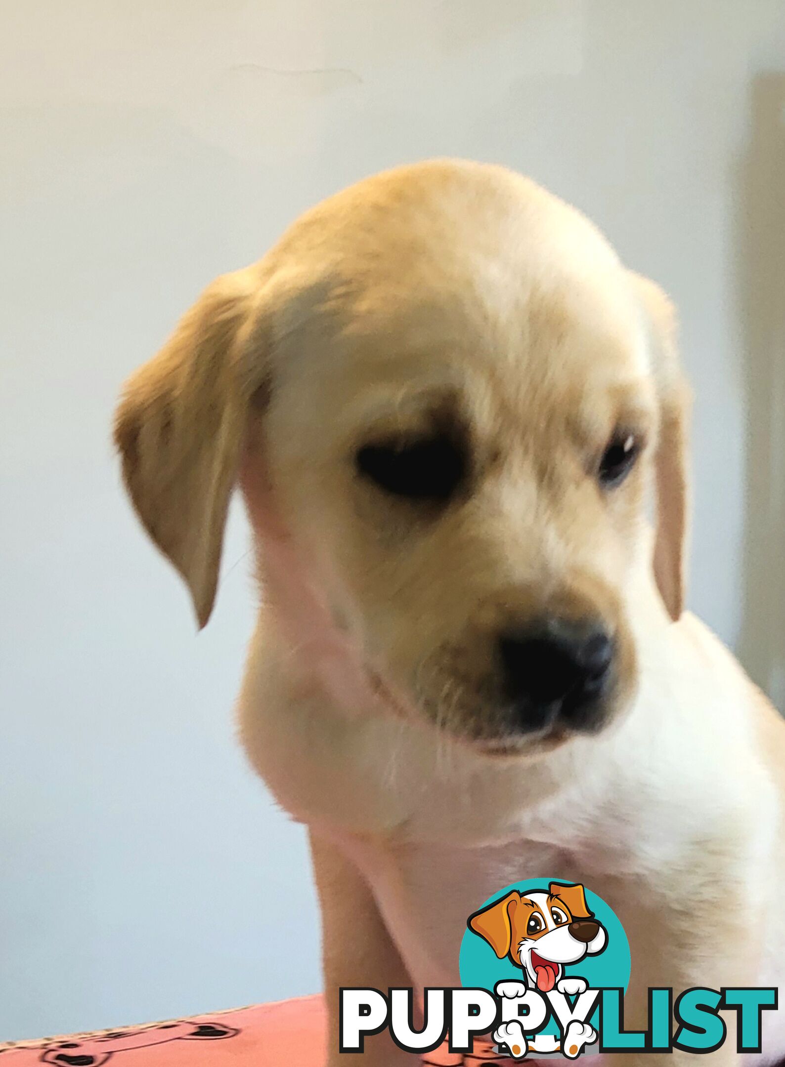 Labrador puppies male and female