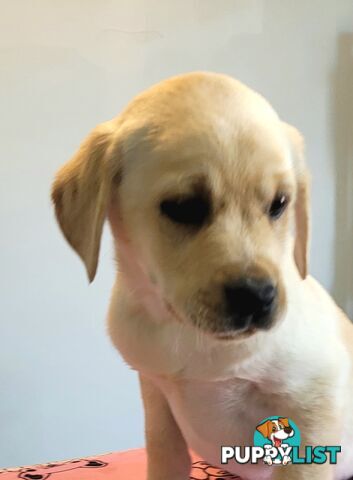 Labrador puppies male and female
