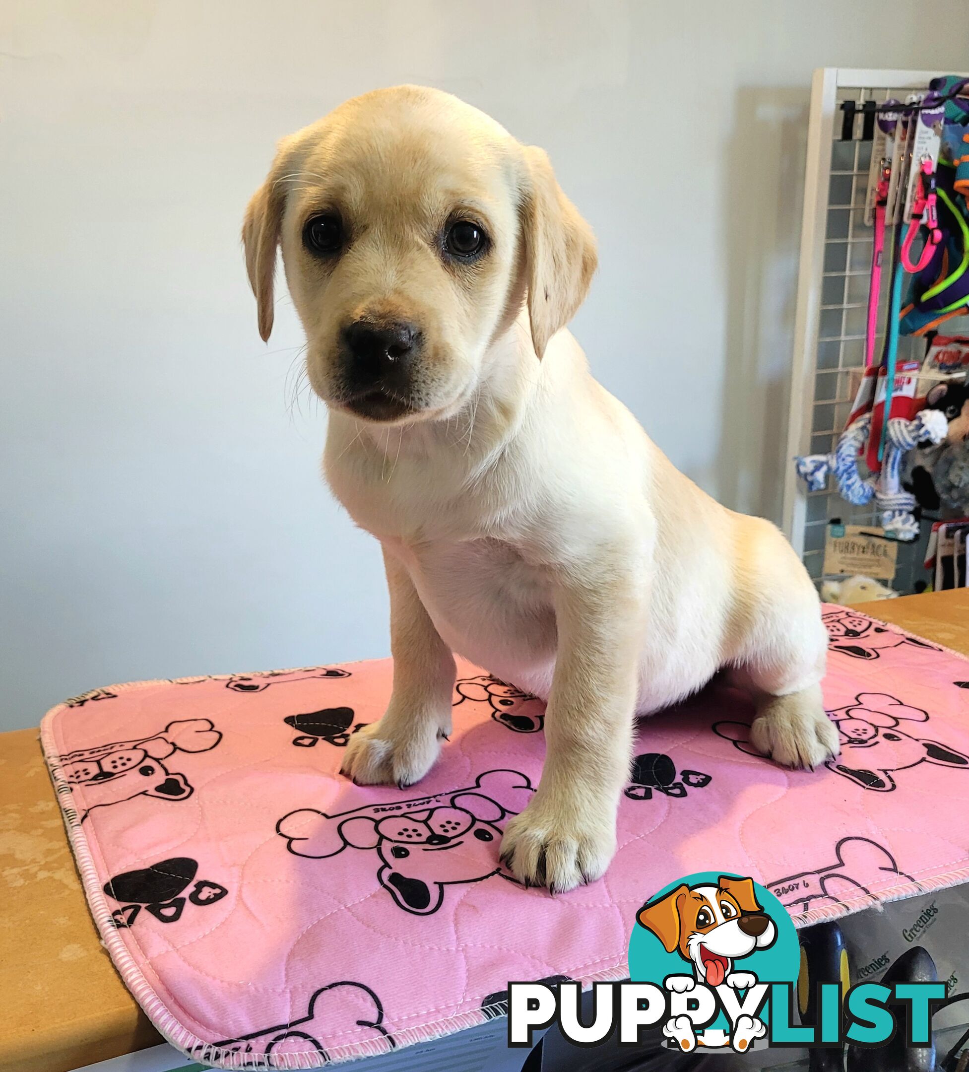 Labrador puppies male and female