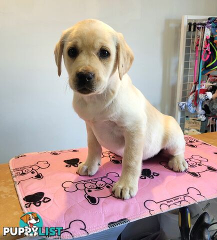Labrador puppies male and female