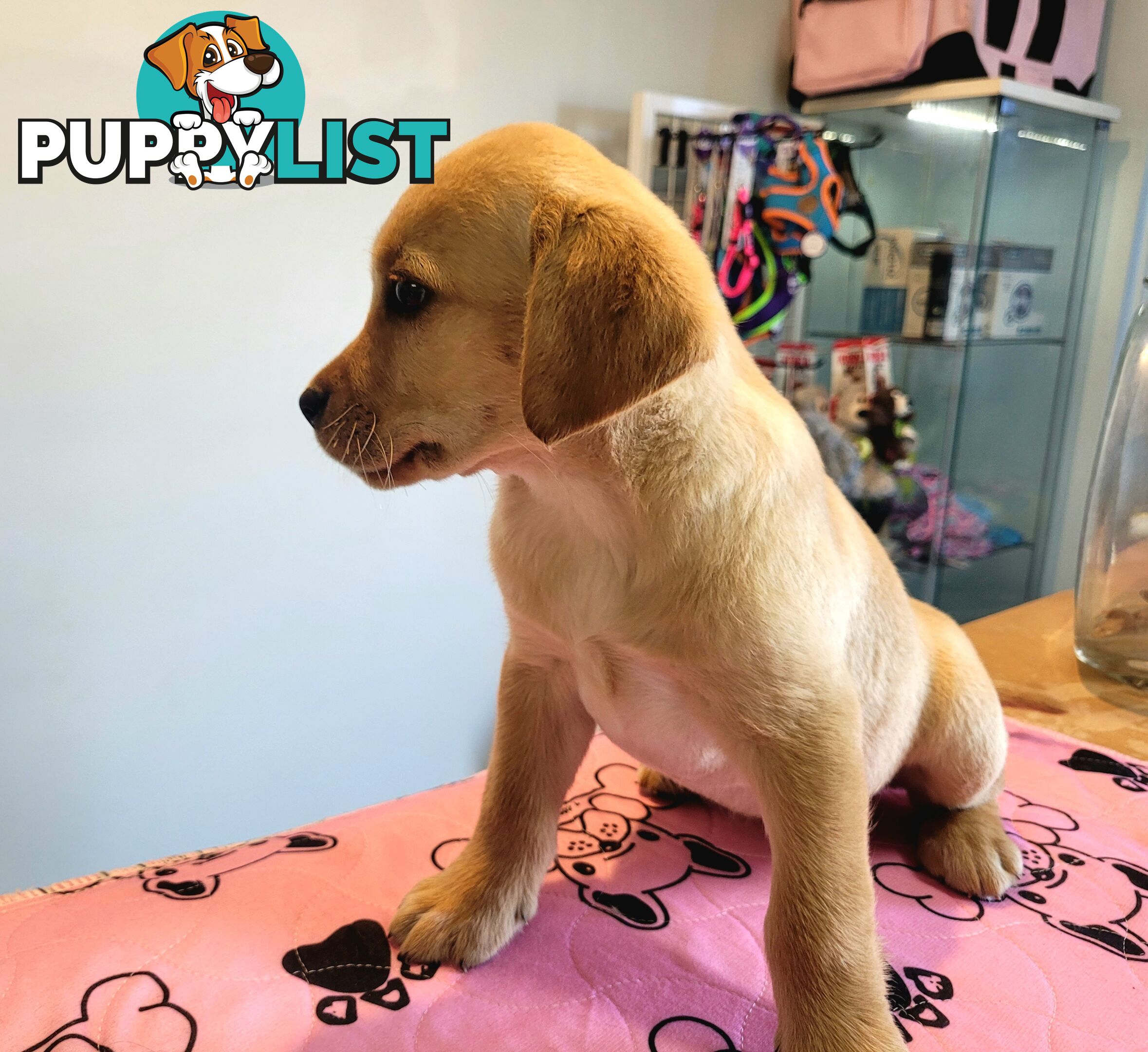 Labrador puppies male and female