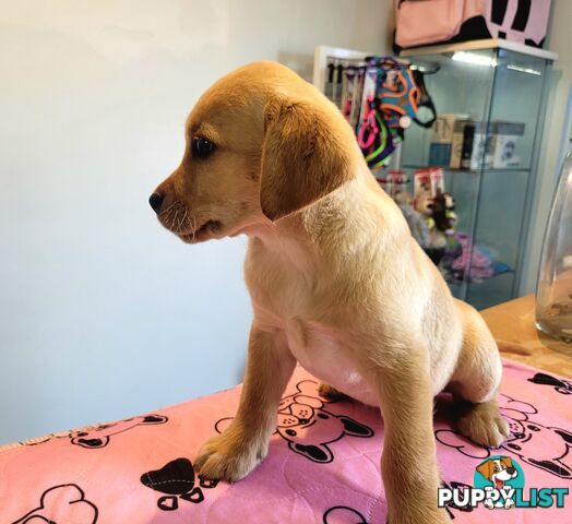 Labrador puppies male and female
